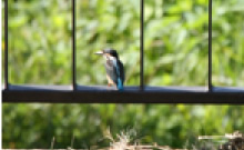 蔵の裏手に棲むカワセミ